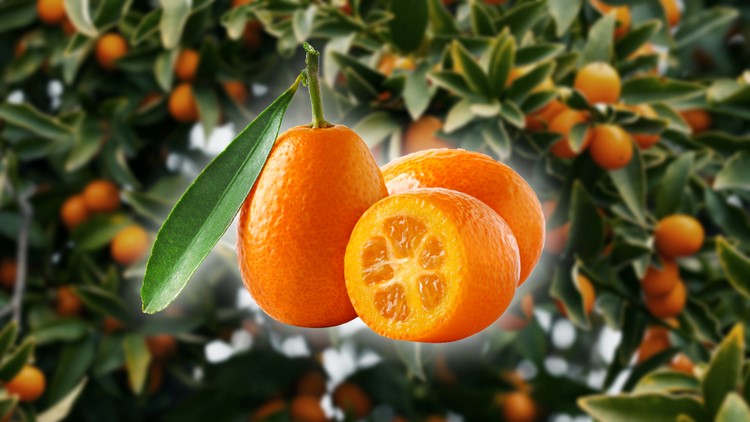 What is a kumquat and why is there a whole festival for it?