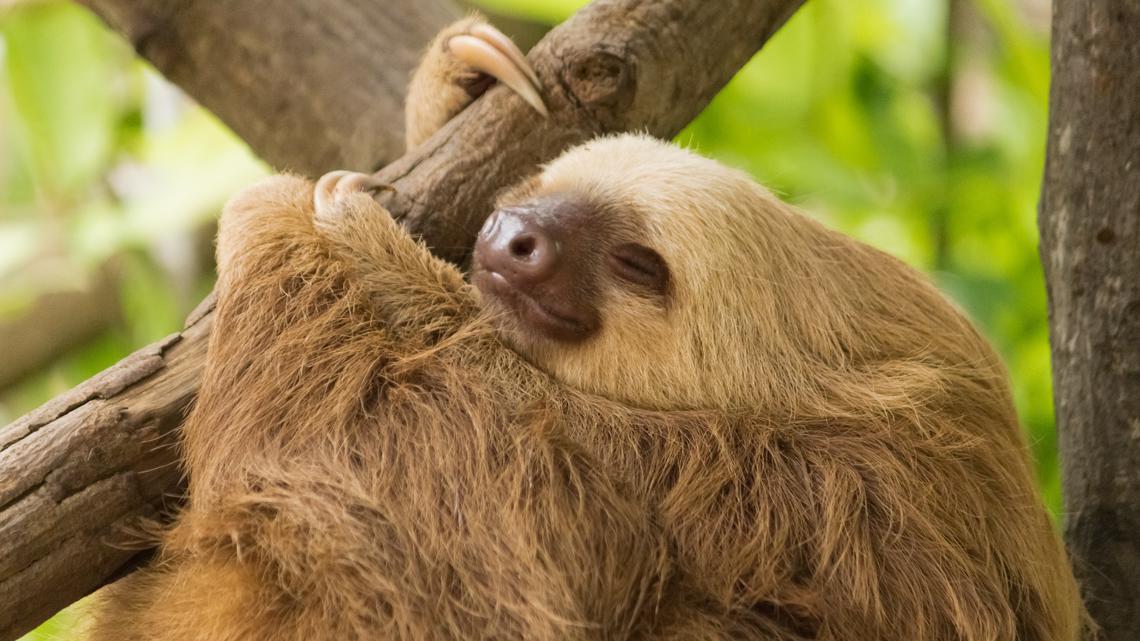 FWC reports 31 imported sloths died at the wildlife facility in Orlando before the business opens to the public