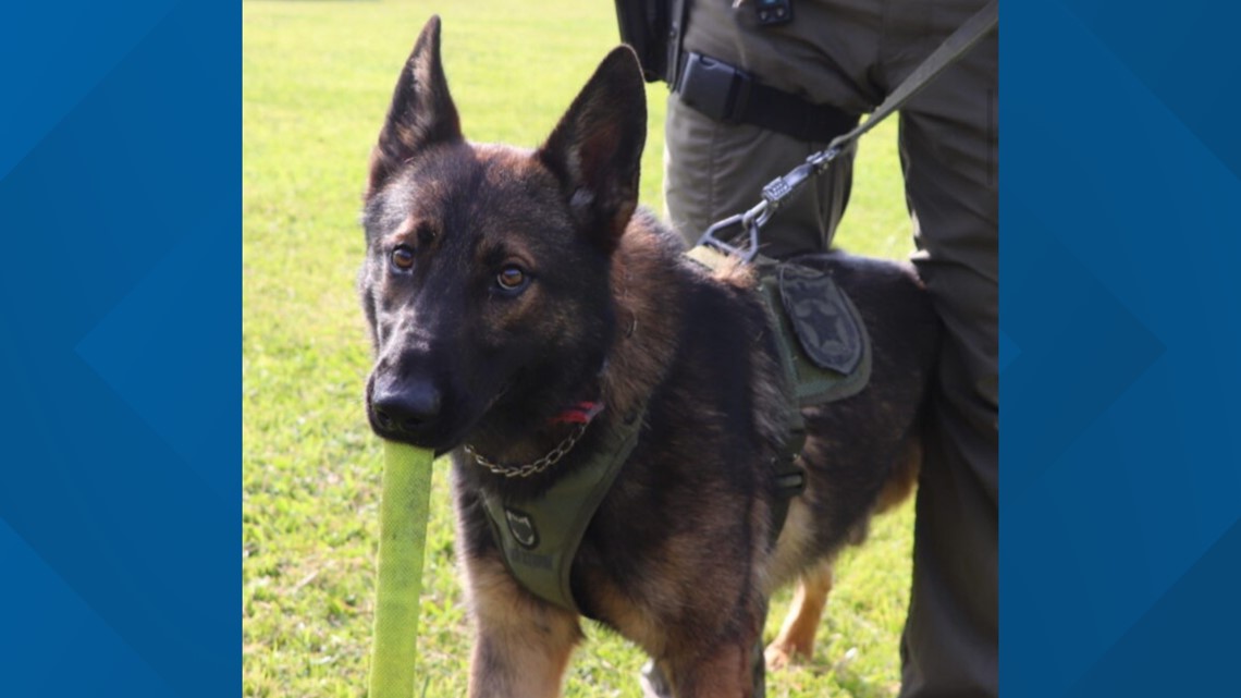 Central Florida K-9 missing after suspect pursuit in woods - Vimarsana News