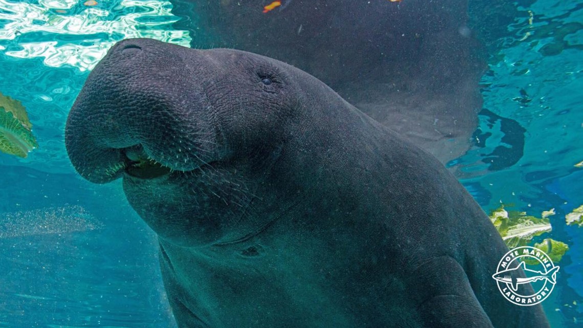 Super Bowl LVII prediction: MOTE manatees pick Chiefs, Eagles