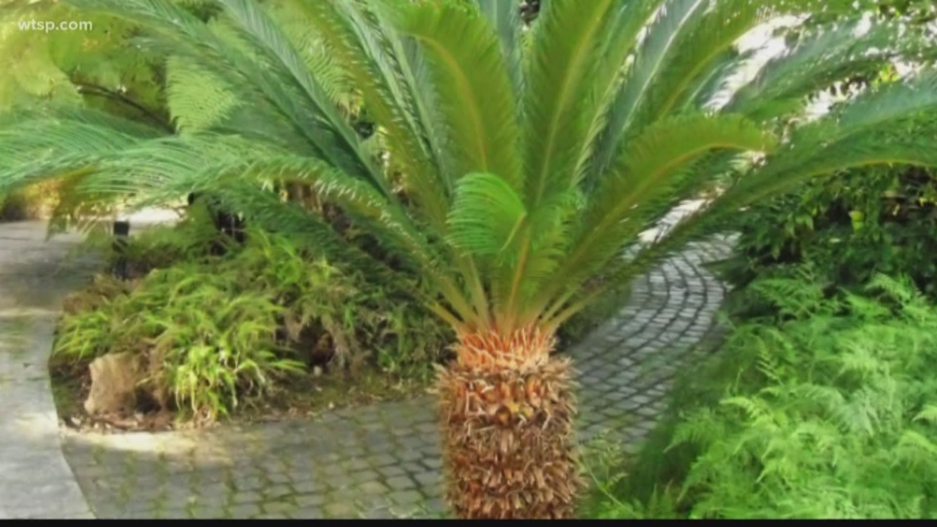 are date palms toxic to dogs