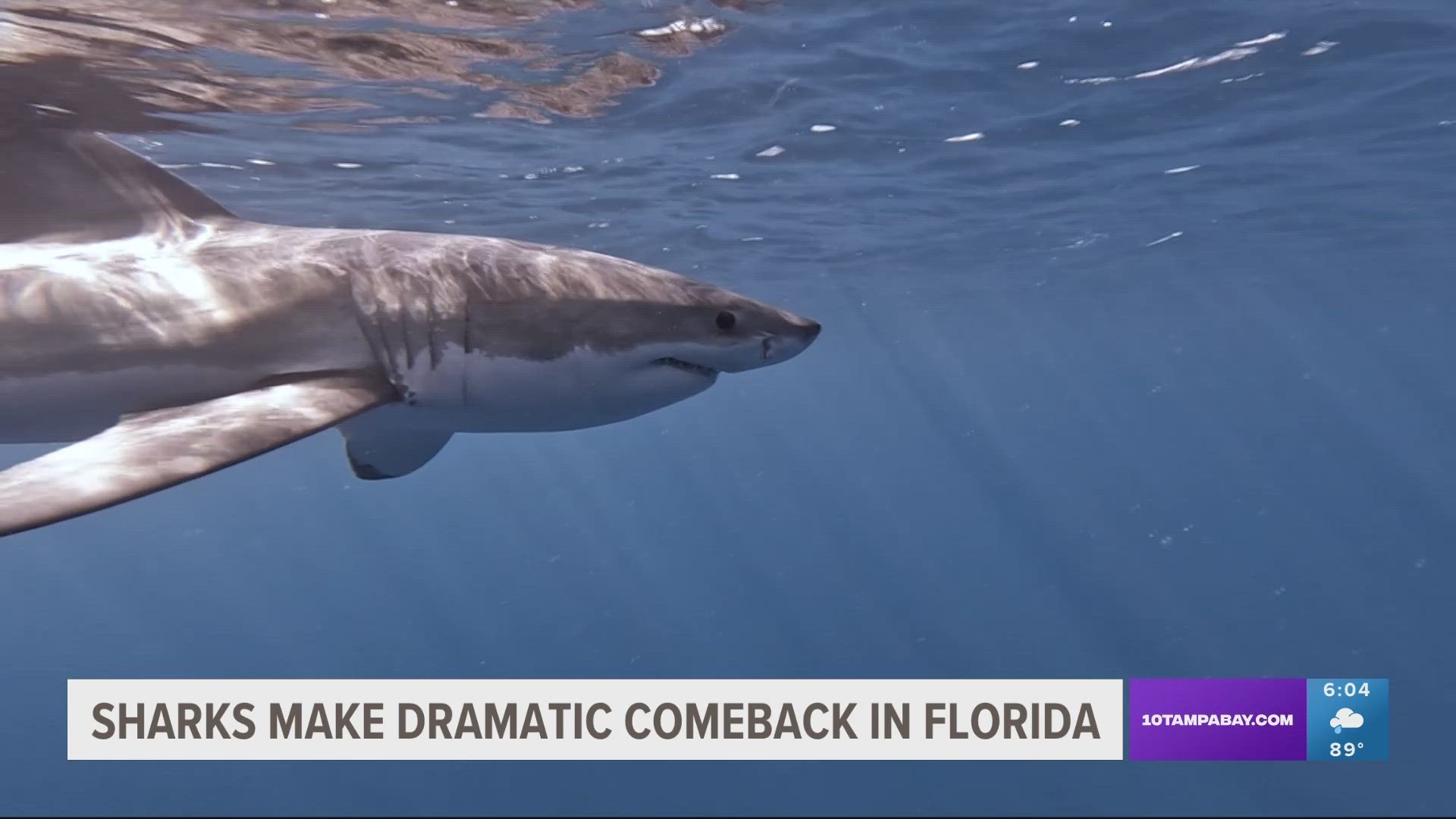 While great whites are farther out in the gulf, there are many other sharks much closer to shore.