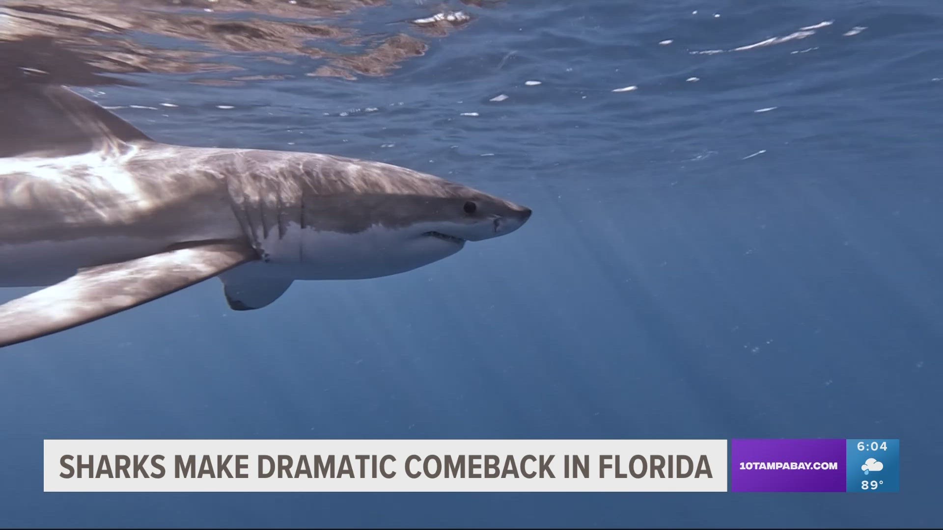 Video: Great White Shark Caught from Florida Beach