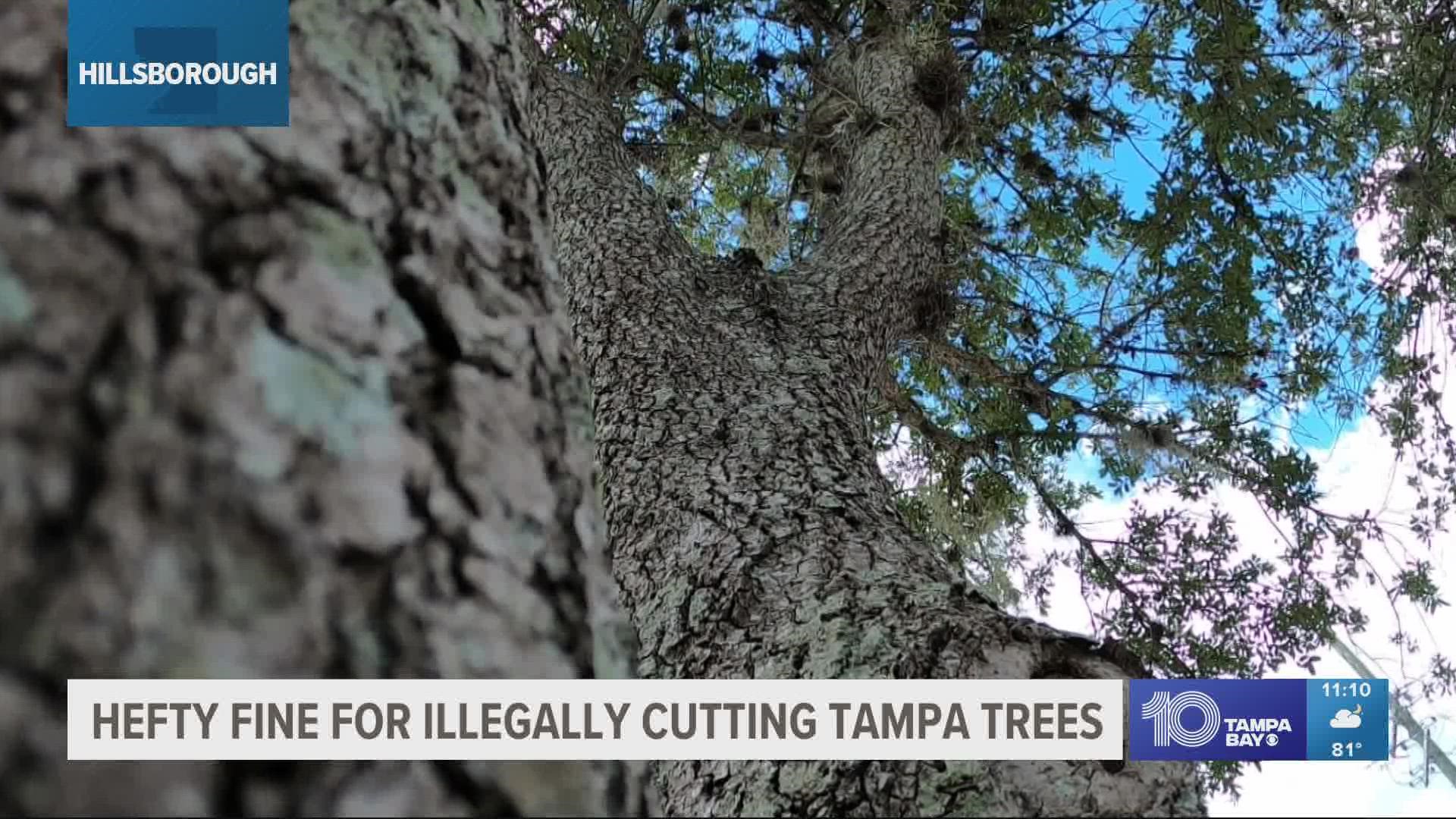 City of Tampa Mayor Jane Castor said Miller & Sons LLC illegally cut down 28 protected trees in 2019.