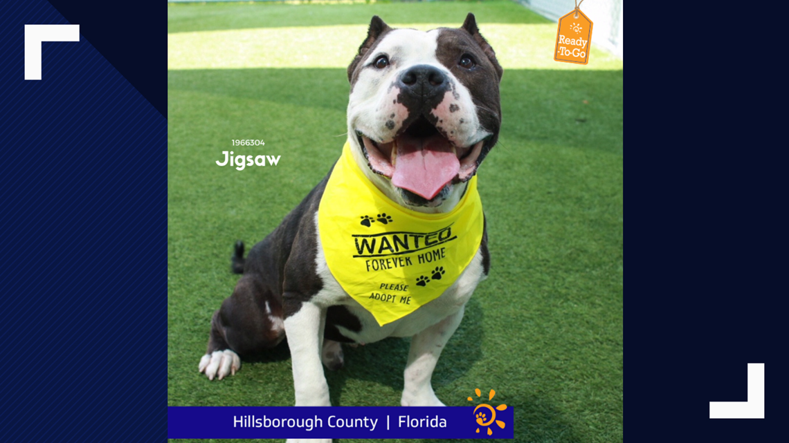 Tampa Bay animal shelters over capacity, pets look for forever homes