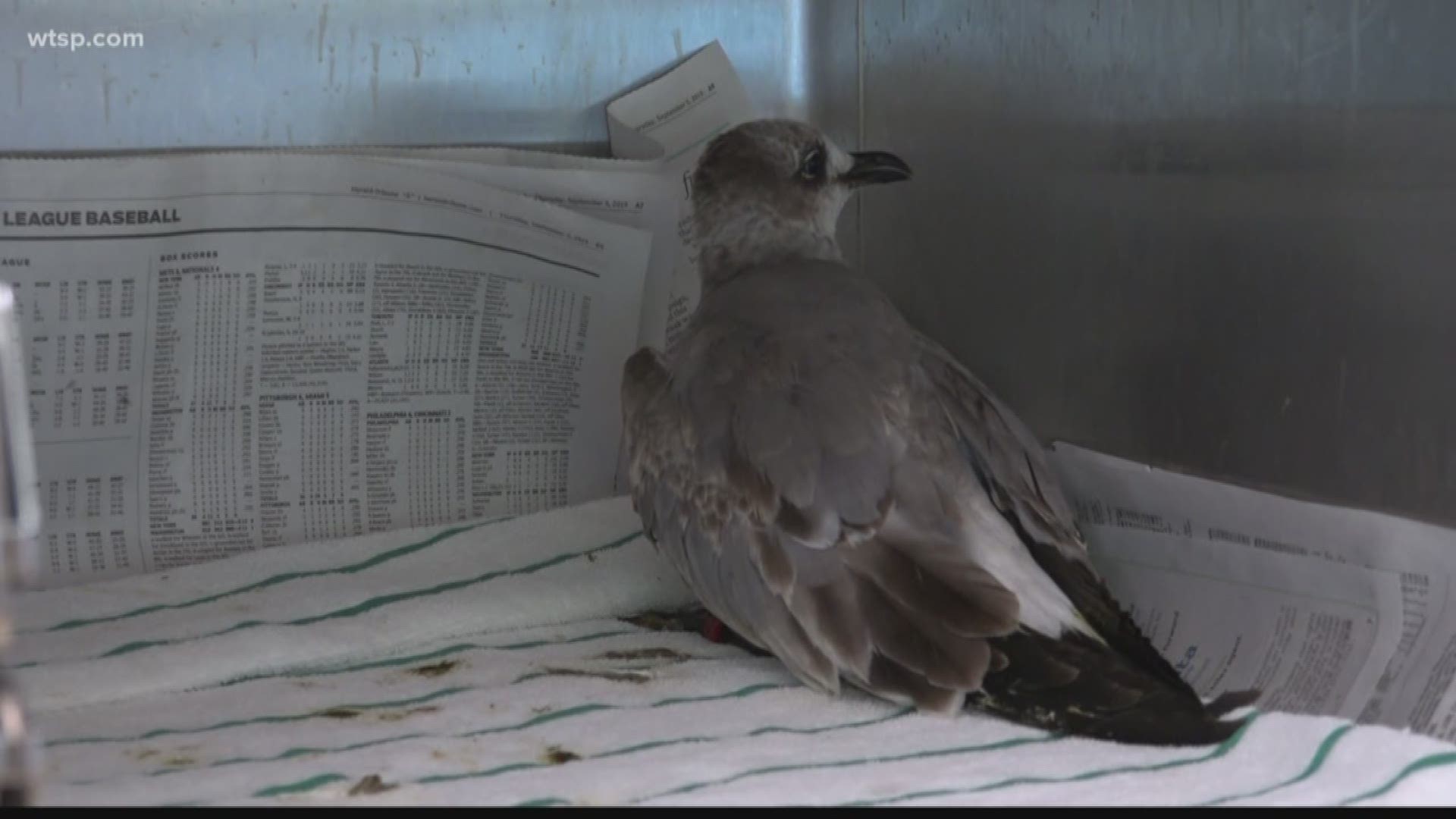 Hospital technicians at a bird rescue in Sarasota County say they’re dealing with an unusually high number of sick and, in some cases, dying birds.
