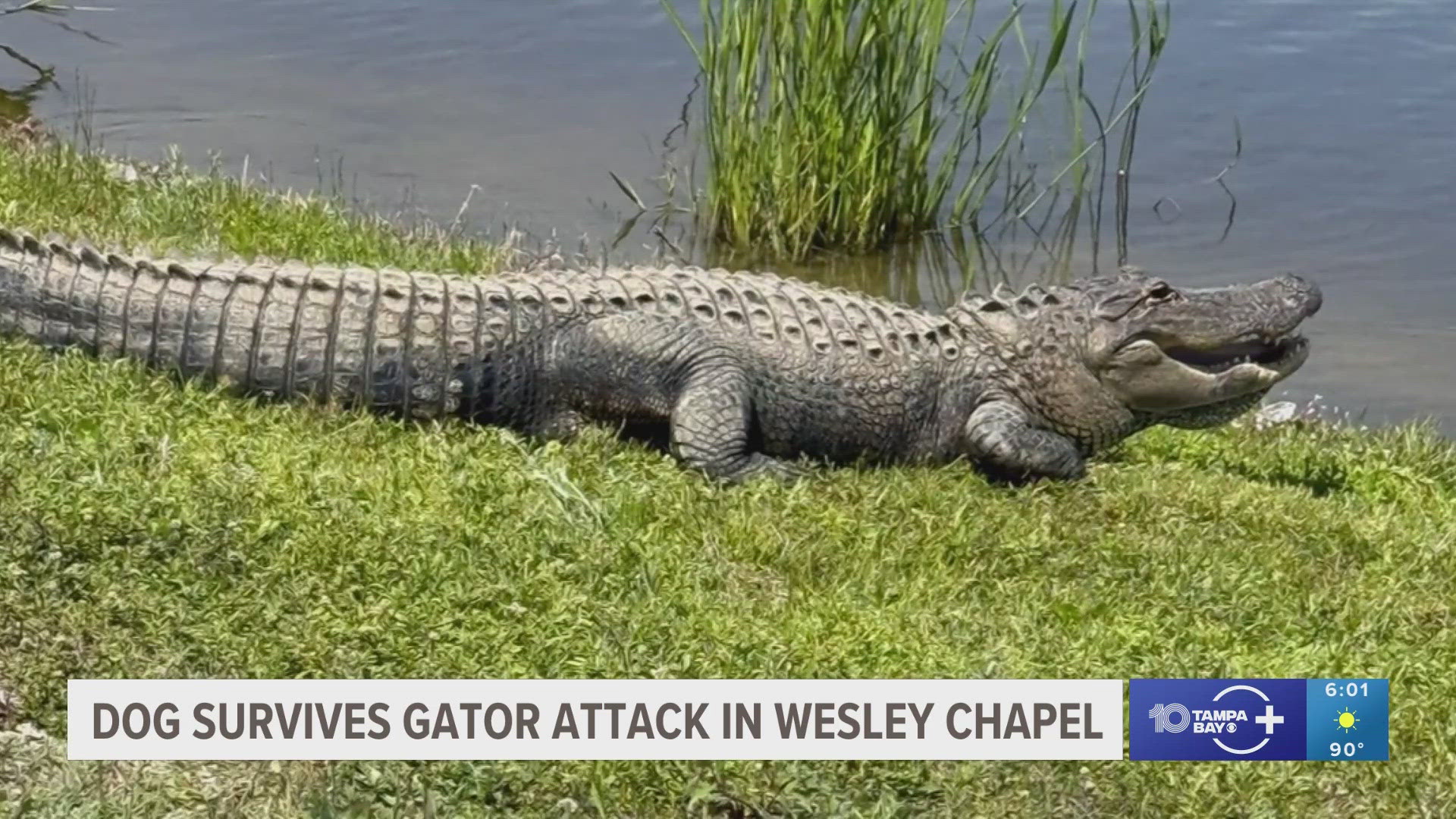 The dog's owner said her German shepherd Zeus was covered in blood when he swam back to land after the attack.