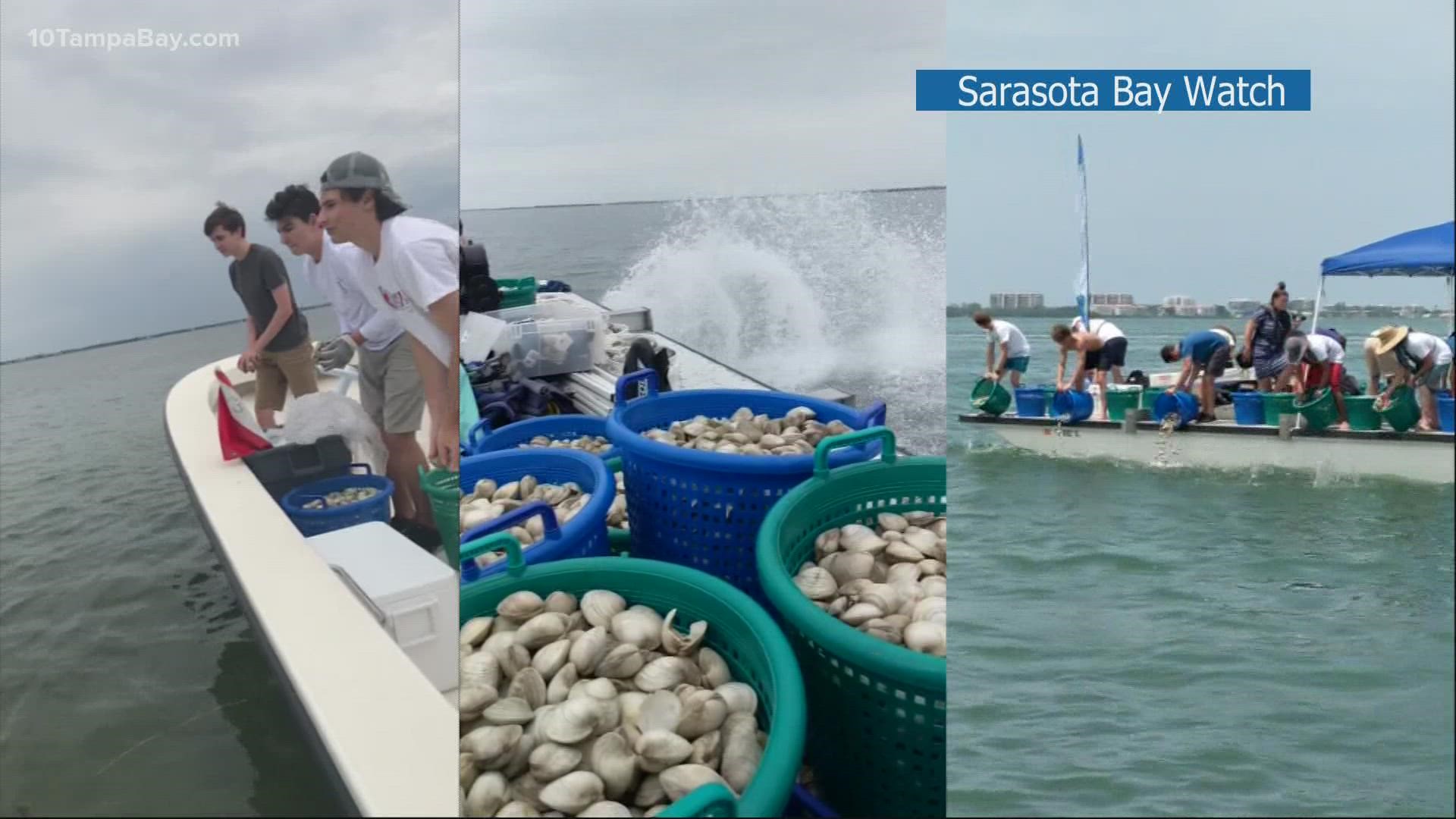 The group hopes to release 1 million clams into the bay by July.