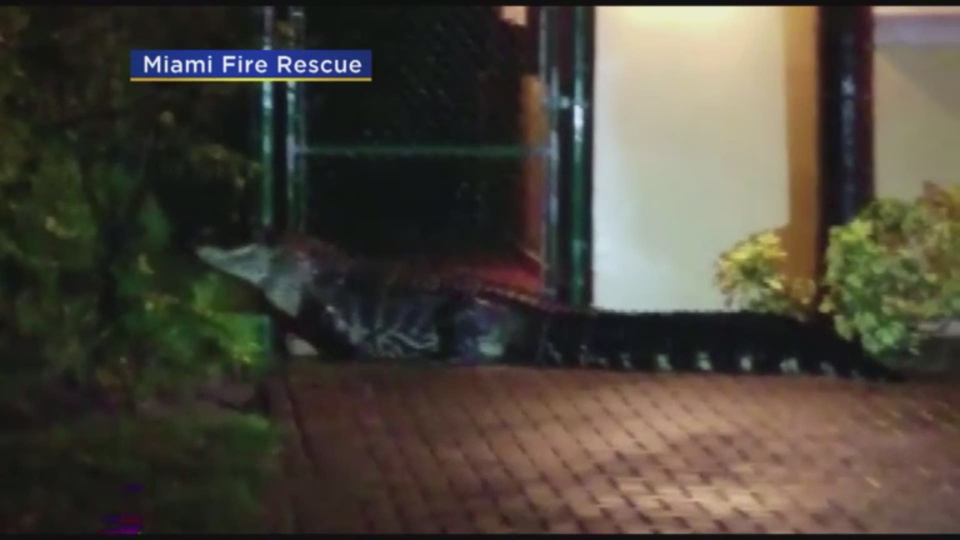 Miami Fire Rescue workers had to deal with a situation this weekend they aren’t often confronted with.
While heading back to their station, rescue workers spotted a massive alligator.