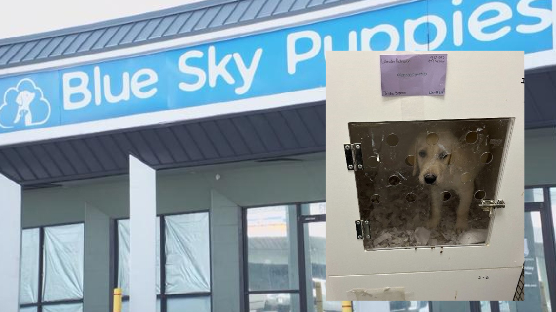 Clearwater pet store banned from selling dogs after code violations Clearwater pet store banned from selling dogs after code violations