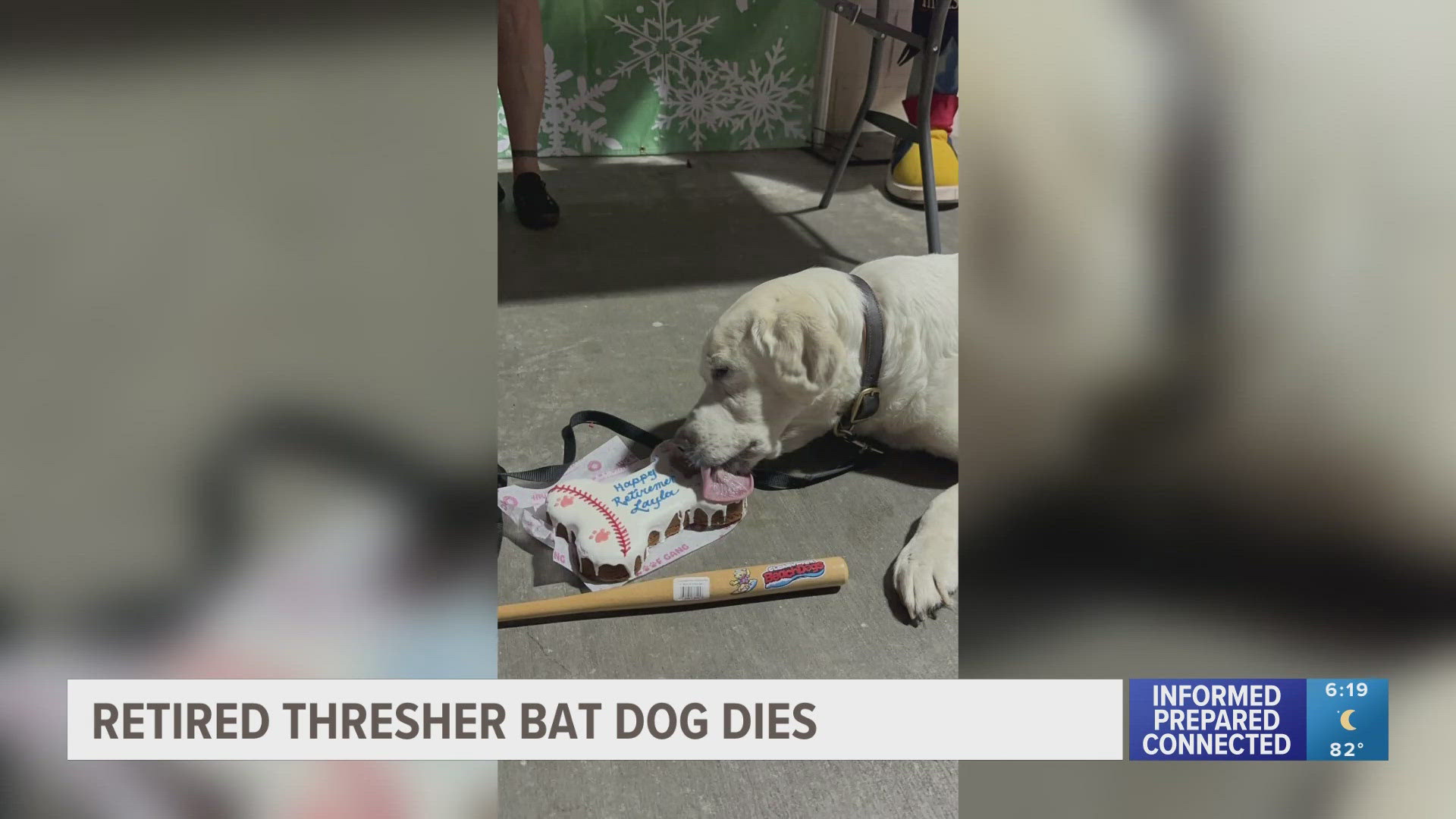 According to the team, she had been a loyal bat dog, helping retrieve discarded bats near home plate for six years before retiring in 2024.