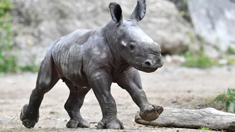 Disney World welcomes 13th white rhino to theme park 