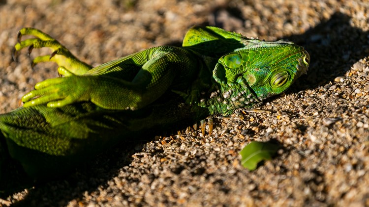No more cold-stunned iguanas? Research suggests invasive species is adapting