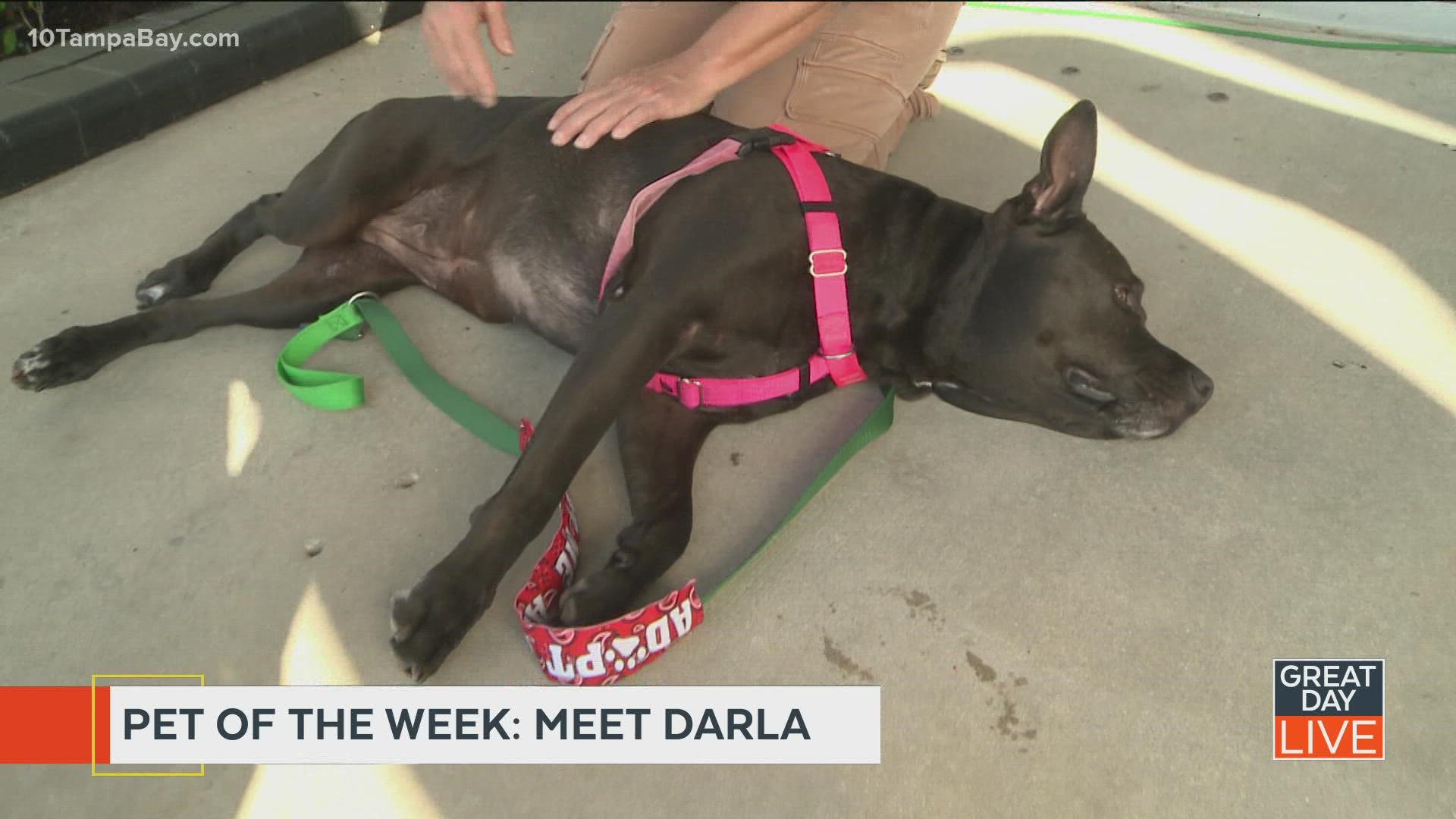 POTW: Meet Darla