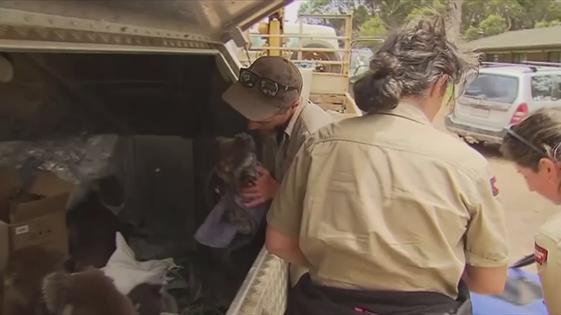 Residents are rescuing koalas in Australia and bringing them to a wildlife park in Victoria.