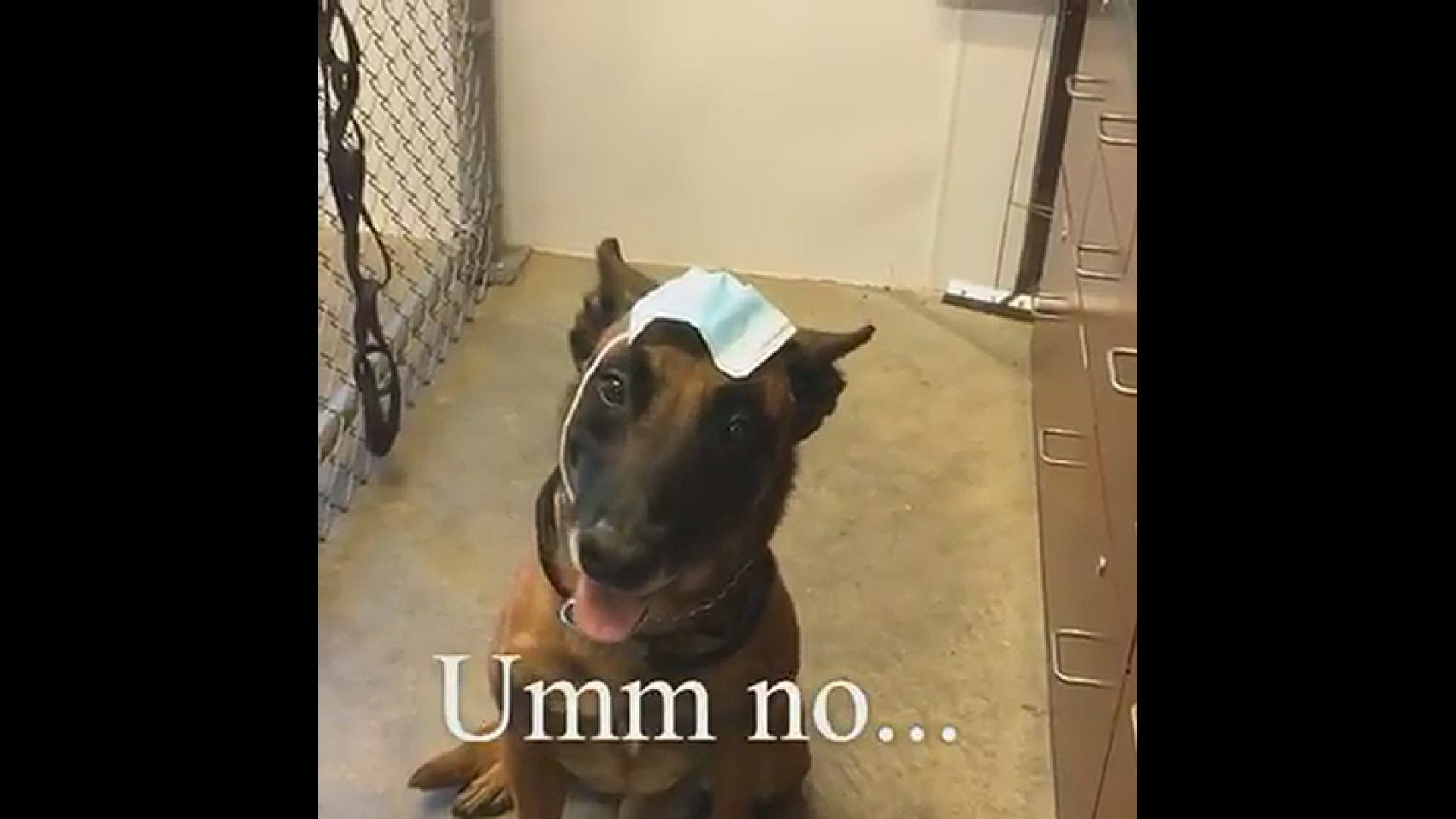 In this video, K-9 Lucky demonstrates how to properly wear your mask.