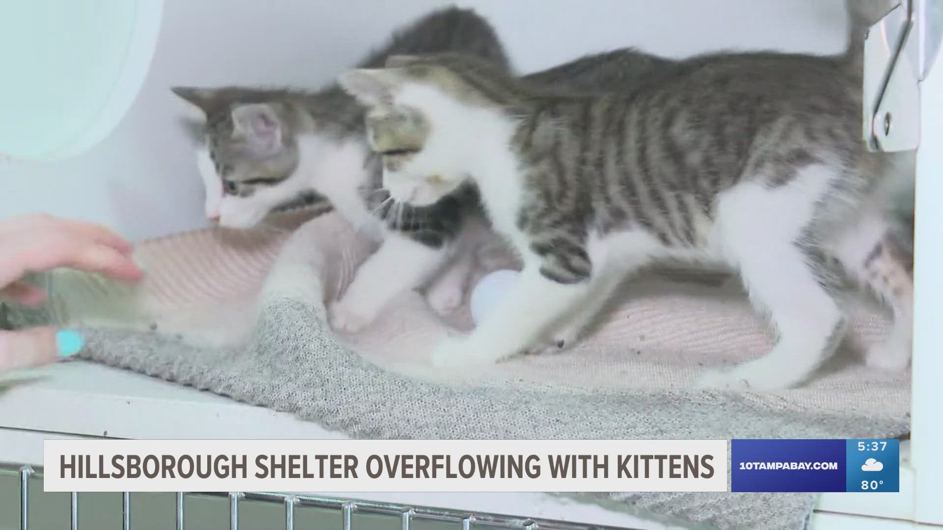 People are finding litters of kittens and bringing them to the center, without waiting for the mom to come back.