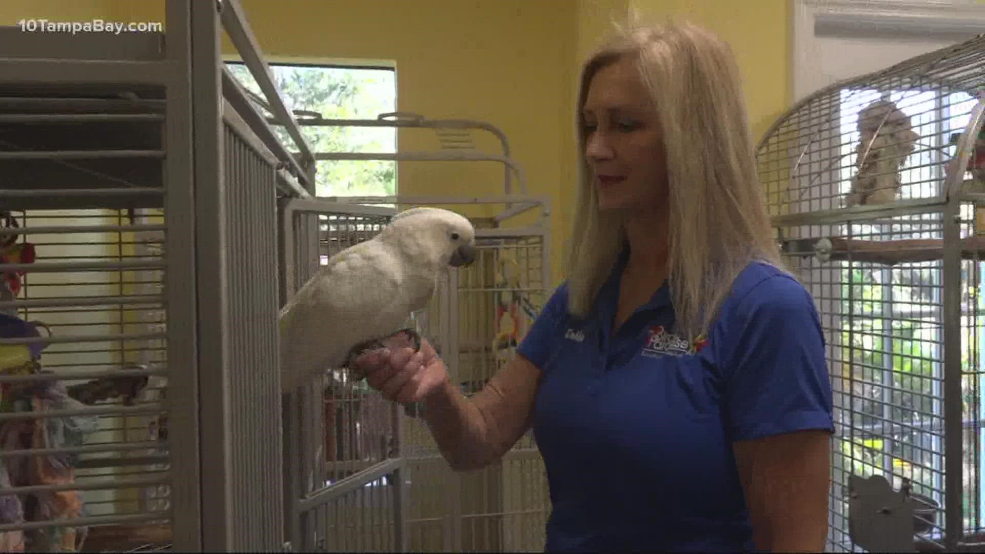 A $10,000 grant from the Community Foundation of Sarasota has gone towards expanding the Birds of Paradise Sanctuary and Rescue Center in Bradenton.
