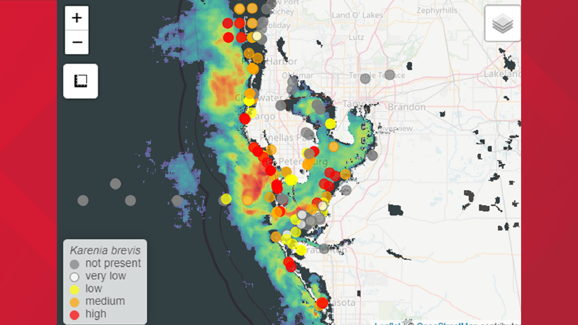 Red tide in Florida seen at 'high' levels, leading to fish kills | wtsp.com