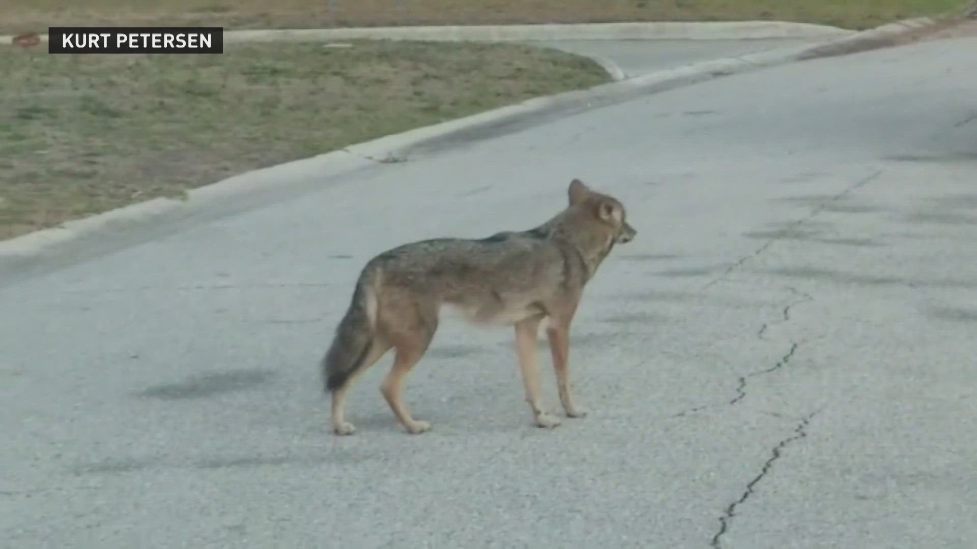 Siesta Key neighbors are on edge after a series of coyote attacks, one of them deadly.