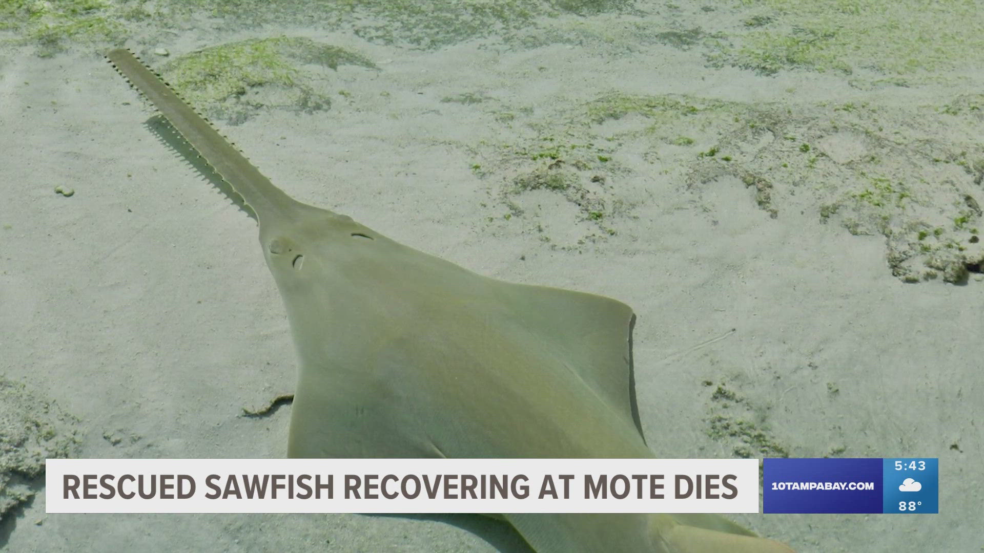 "Although heartbreaking, this outcome was not surprising," an official with Mote Marine Laboratory and Aquarium said.