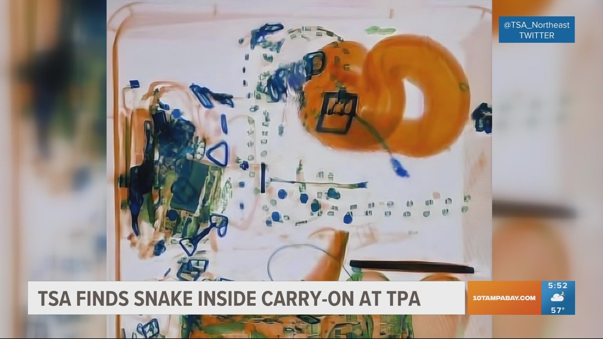 According to TSA, the woman claimed the 4-foot snake was her emotional support animal.