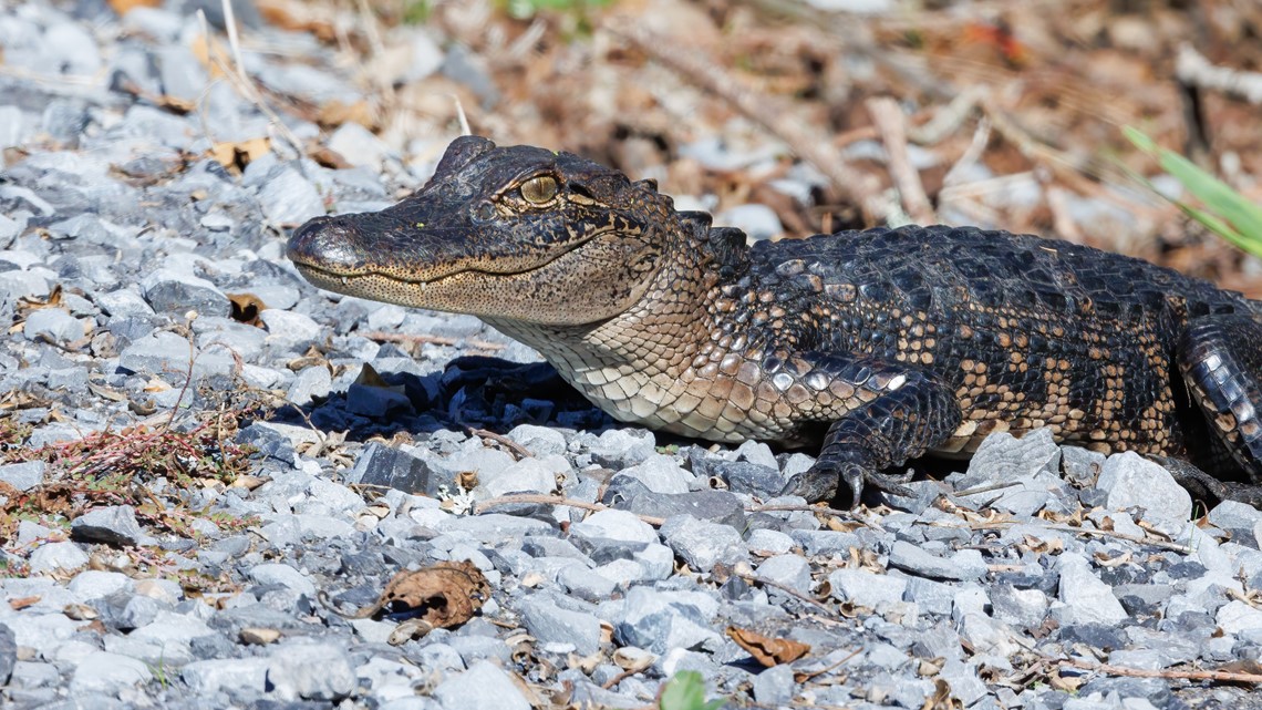 Juvenile charged with abuse of young alligator, FWC says - Vimarsana News