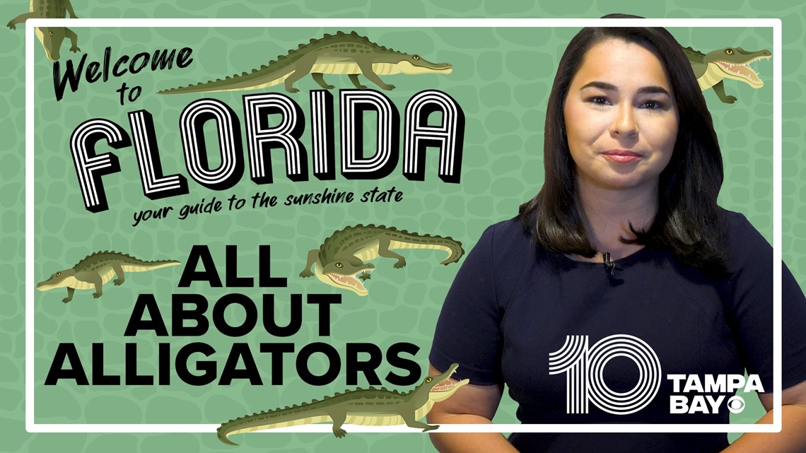 What to know about Florida’s alligators as mating season approaches