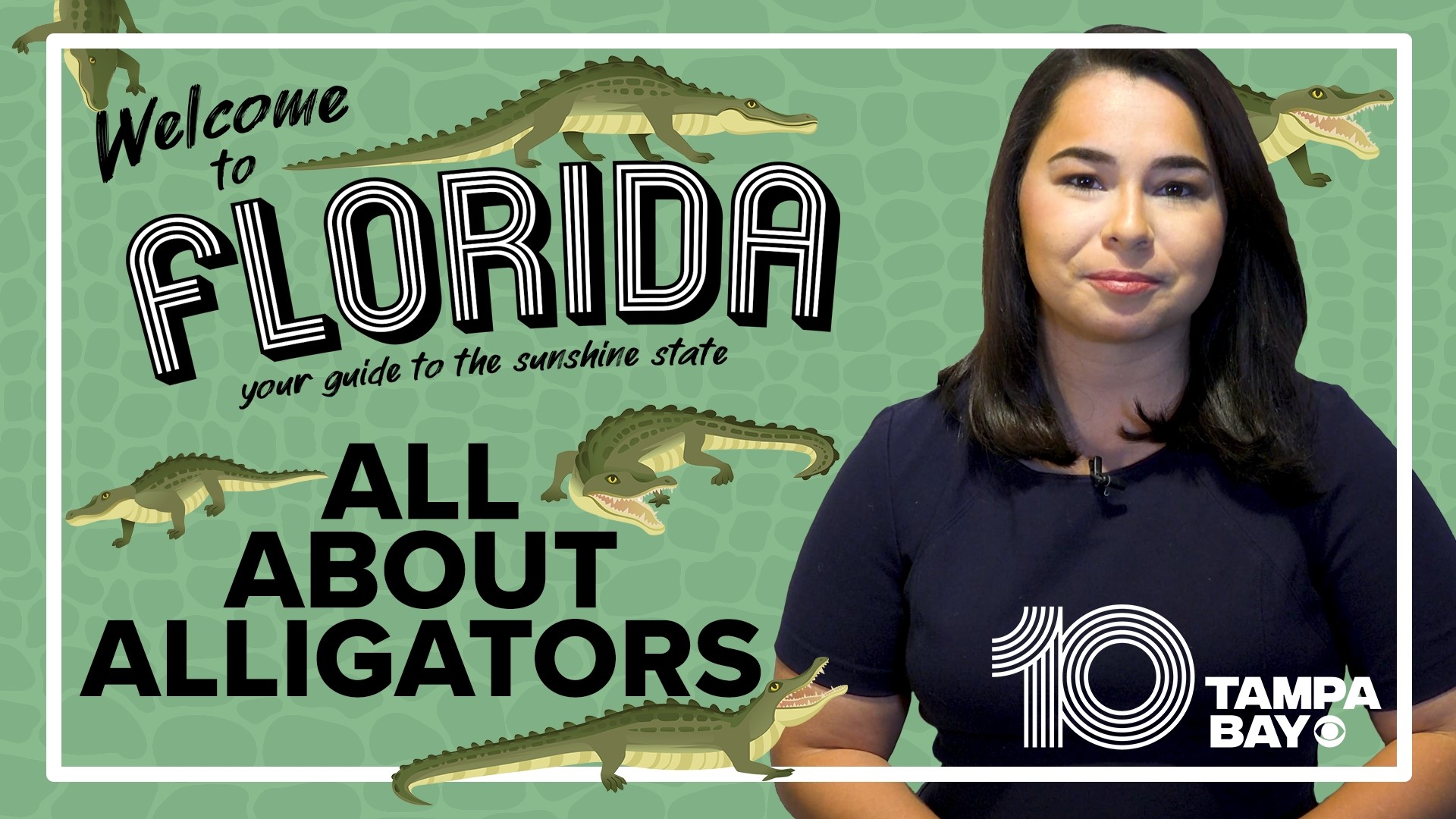 Alligators are key members of Florida’s ecosystem with 1.3 million living in the state.