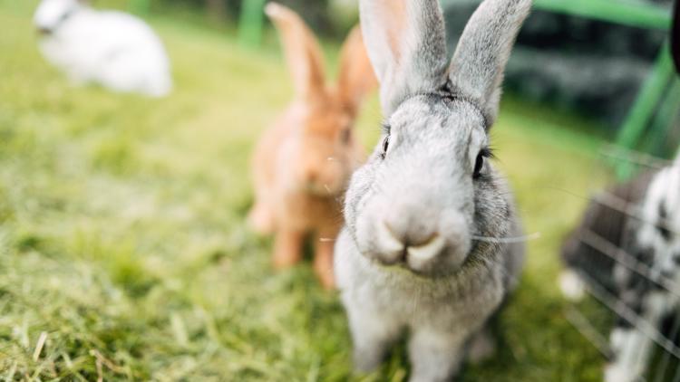 Hillsborough County commission moves forward with potential 'bunny ban'