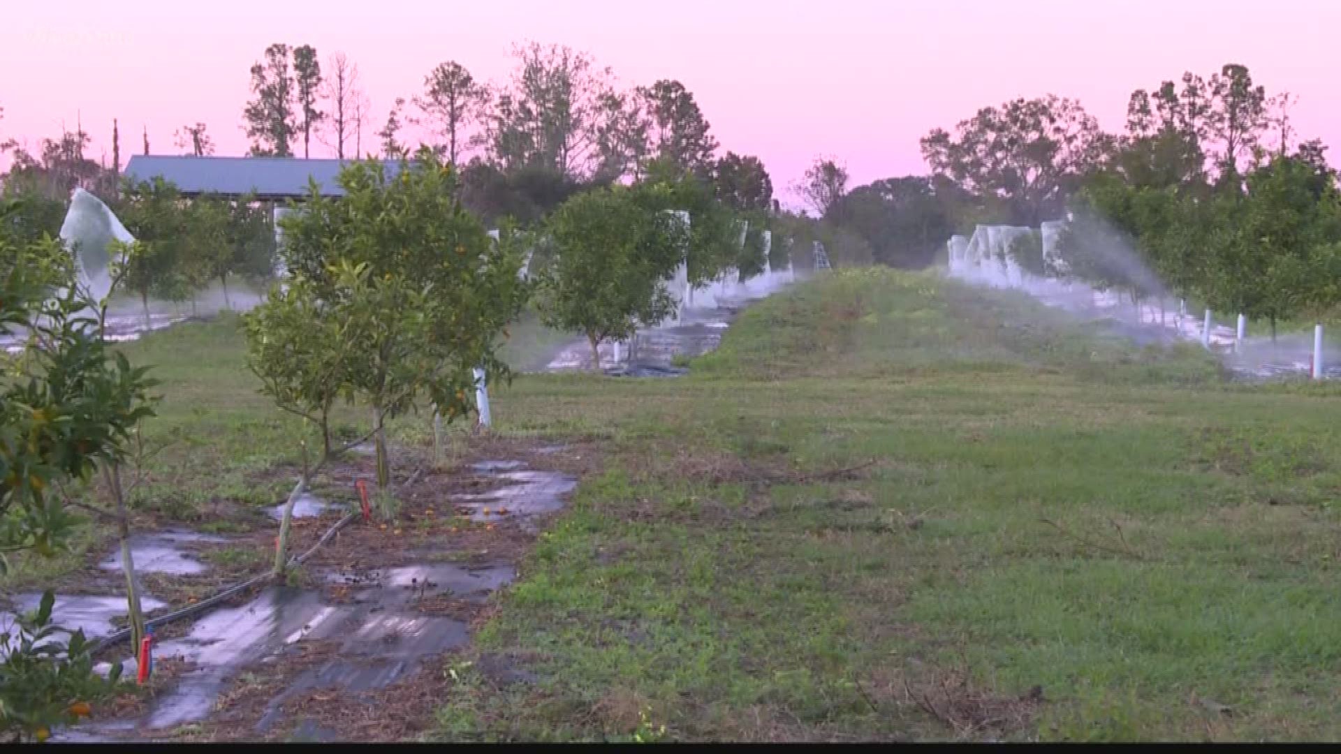Farmers across the Tampa Bay area will be keeping an extra close eye on the temperatures and their crops as freezing temperatures put some crops at risk.