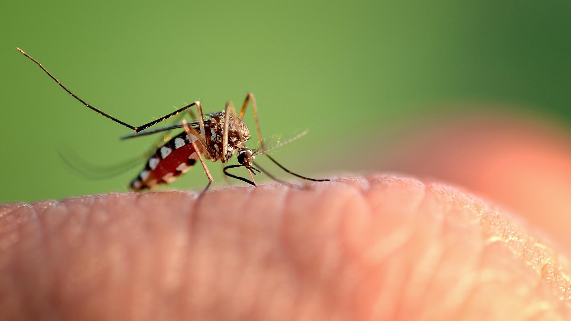Dengue fever cases rise to 240 across Tampa Bay: See county-by-county ...