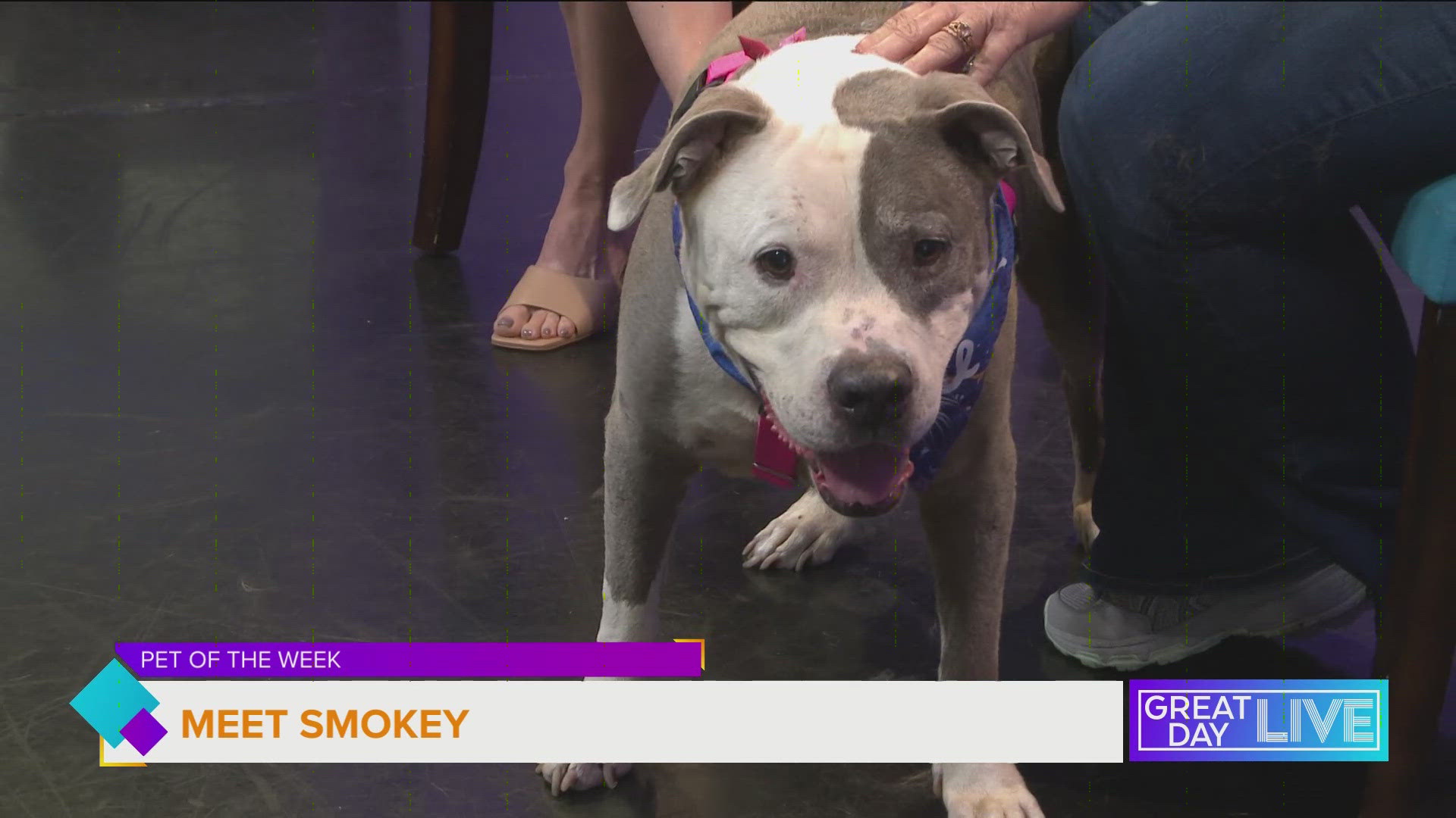 For more on Smokey and other adoptable animals visit hcfl.gov