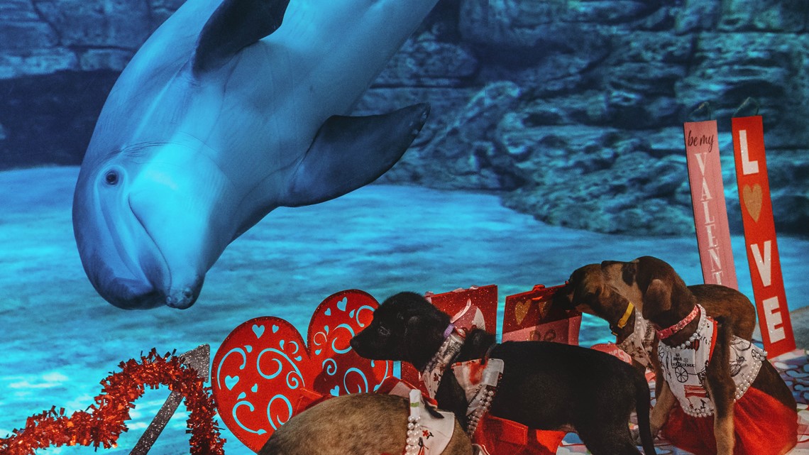 Clearwater Marine Aquarium dolphins meet 9 rescue puppies - Vimarsana News