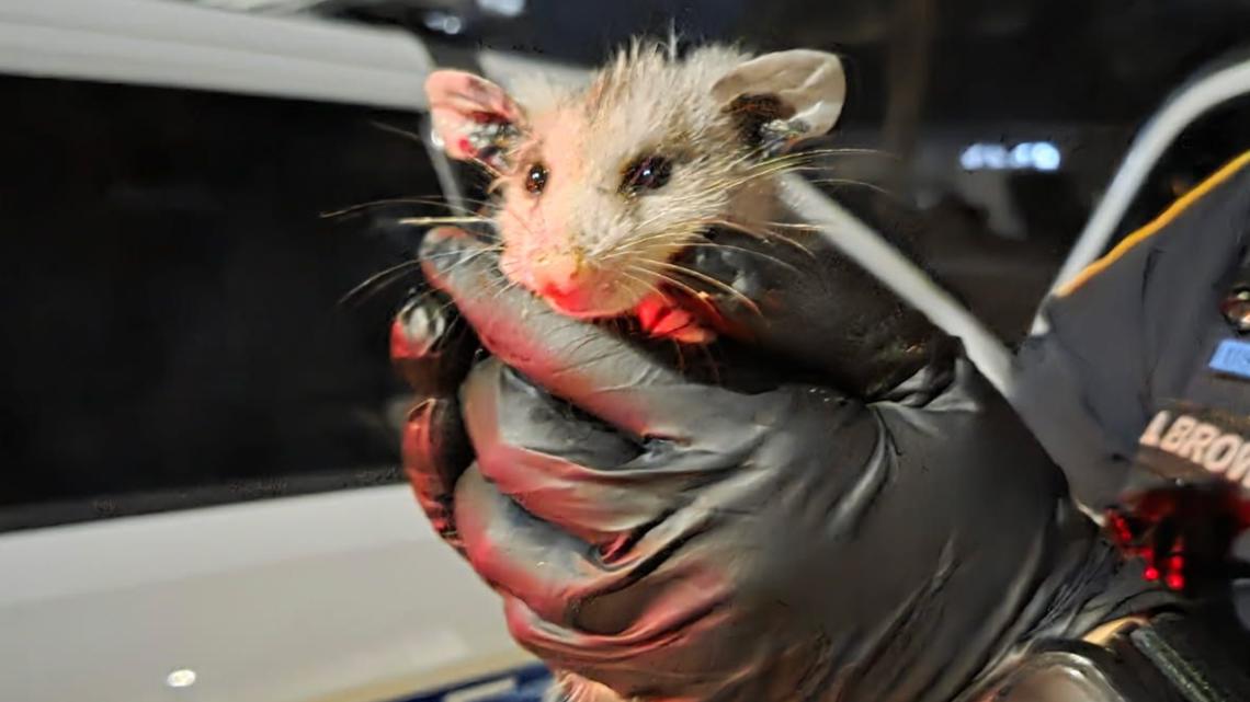An officer showed up and took the baby opossum to a local veterinarian to be checked out.