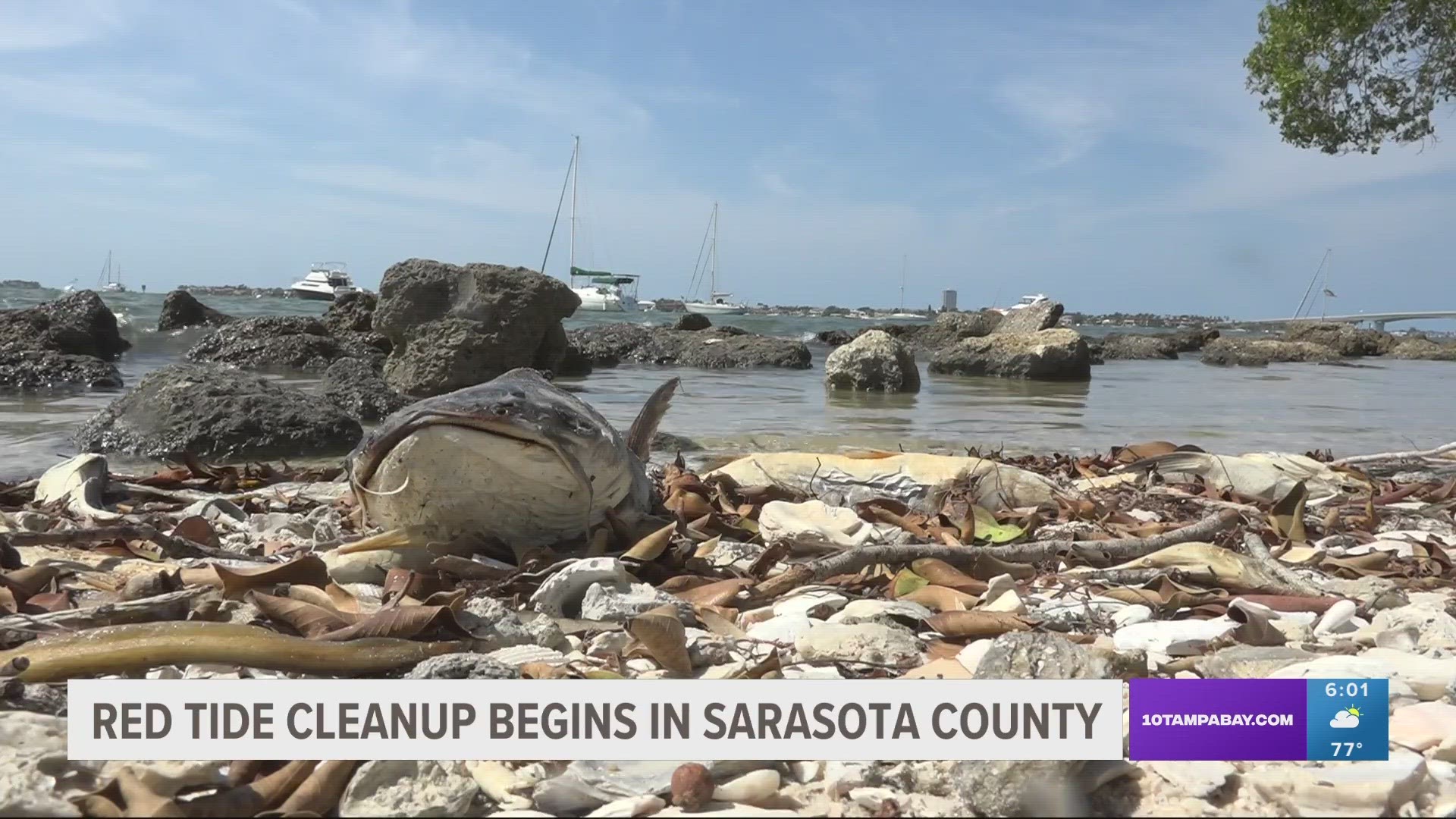 Reports of fish kill related to red tide have been received from Pasco, Pinellas, Manatee and Sarasota counties.