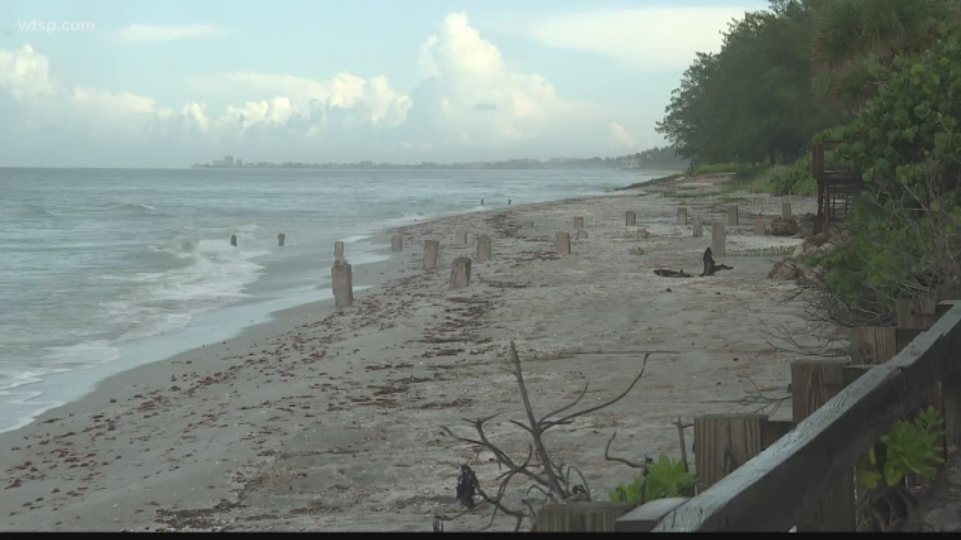 Sea turtle nesting season isn't over, but Mote's Sea Turtle Conservation and Research Program has already recorded a record number of nests in the Sarasota area. There have been more than 5,000 nests across the 35-mile stretch of beaches from  Longboat Key through Venice.