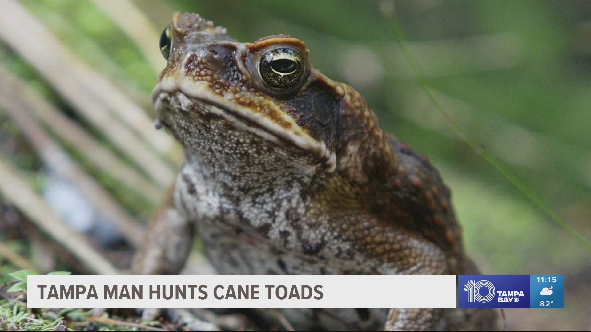 Armed with a BB gun, one man has made it his mission to wipe out the cane toad population in a Lutz community.