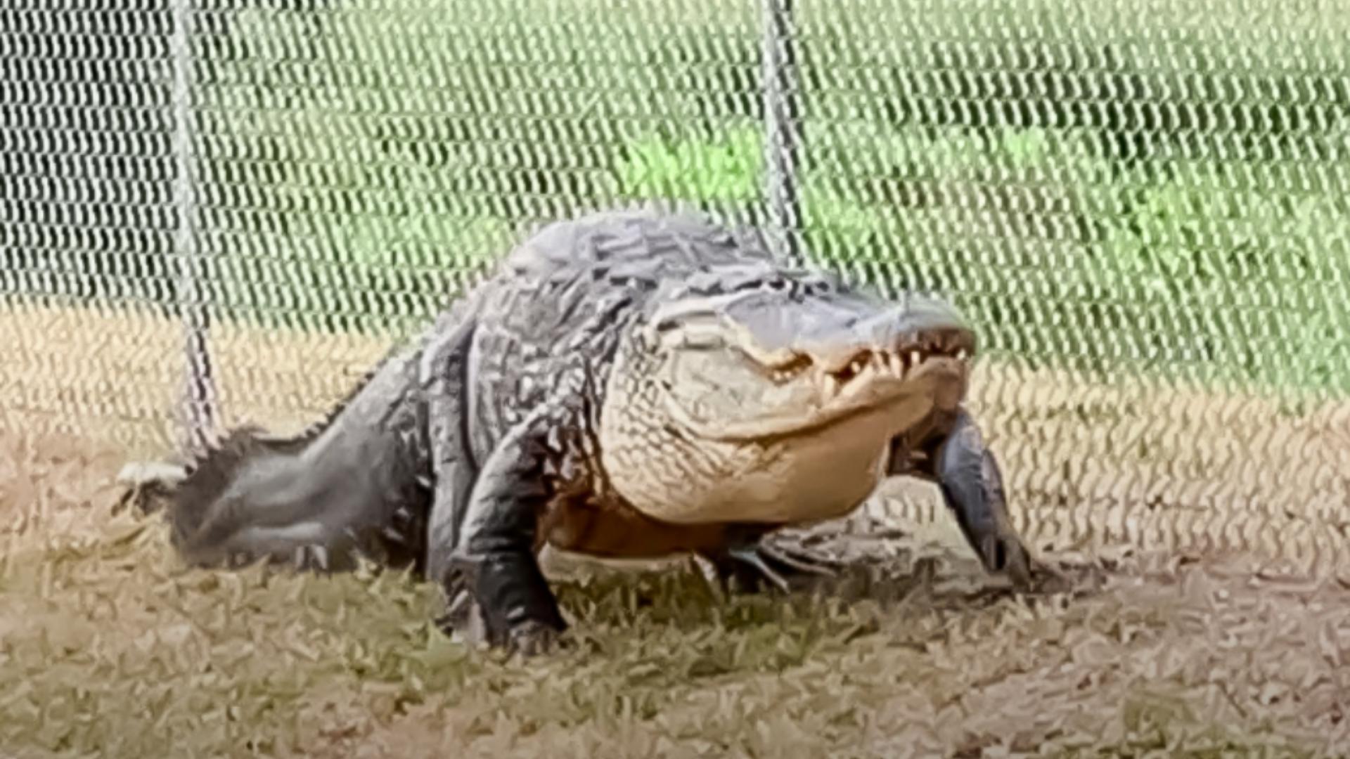 The 12.5-foot gator was promptly captured and safely relocated with help from the FWC.