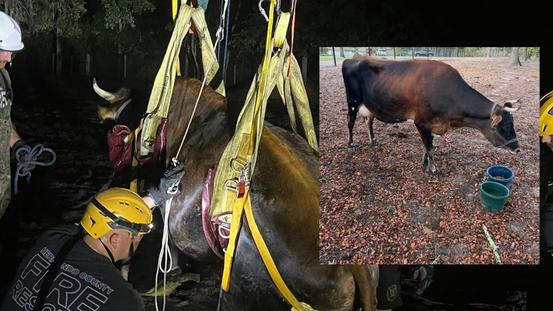 Hernando fire crews rescue pregnant cow stuck under pen