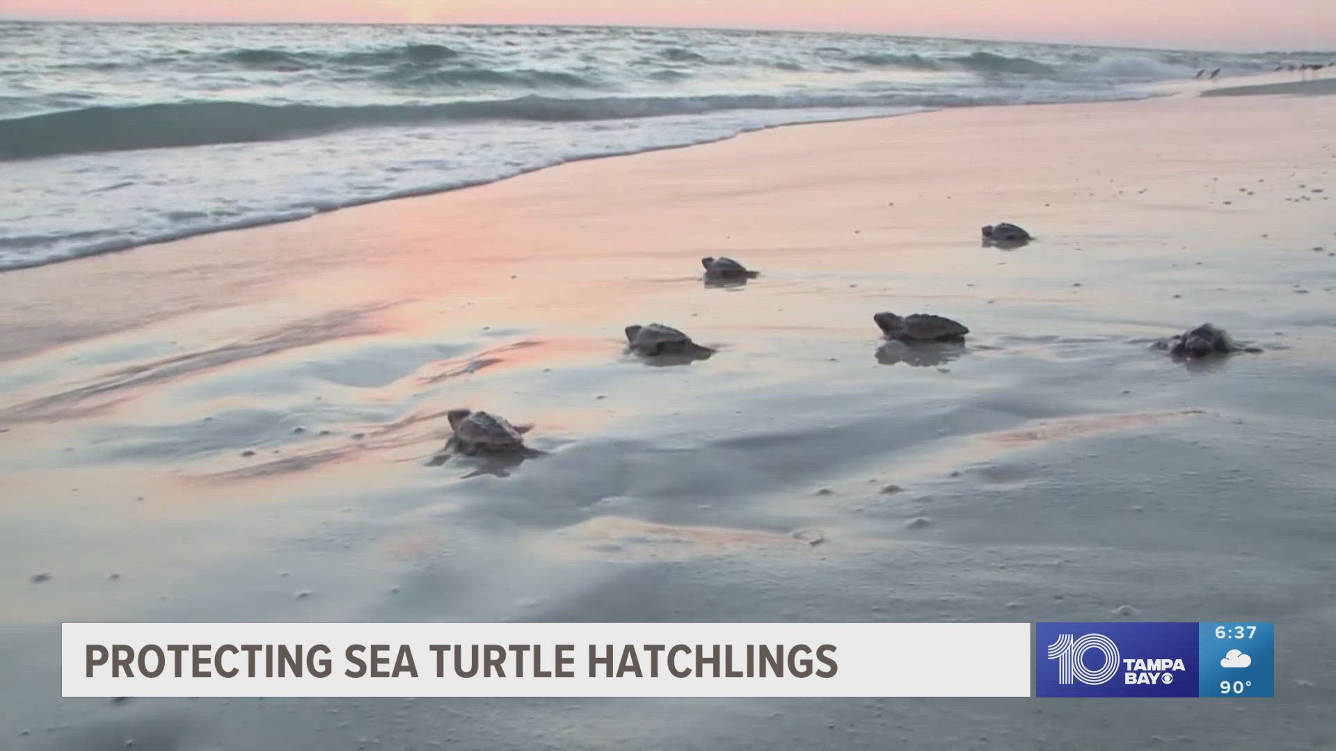 This holiday weekend, sea turtles' journeys faced some unexpected obstacles.