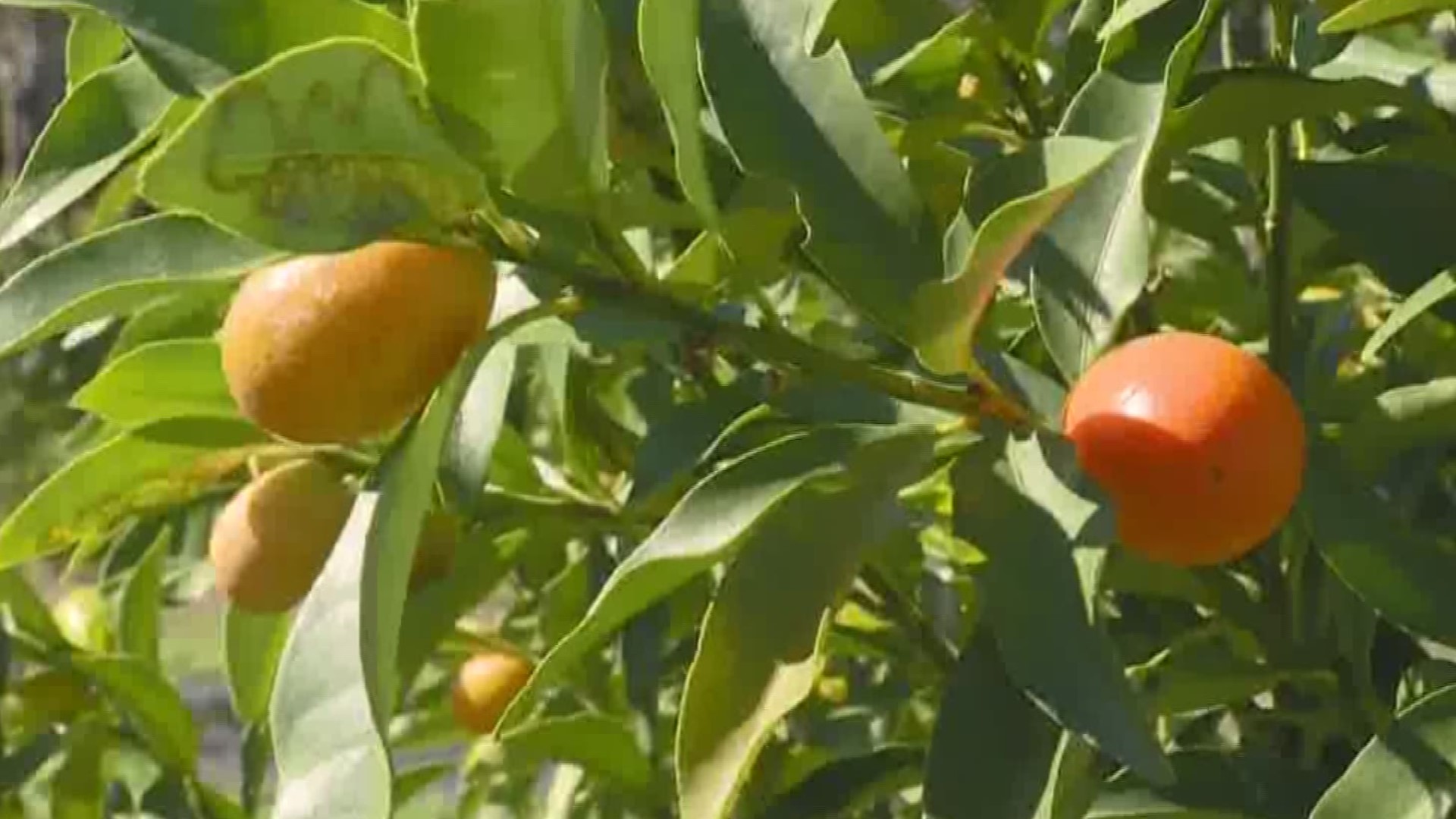 It could be tough timing for kumquat fans, weather-wise.
