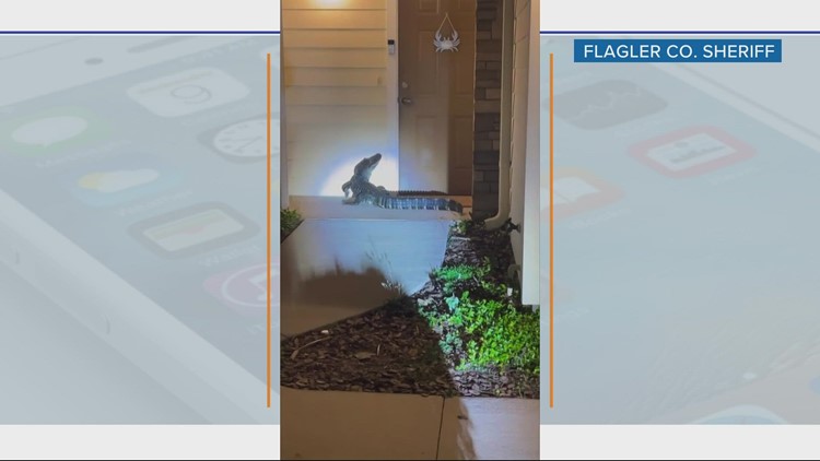 Knock knock! Alligator seen lurking on doorstep of Florida home