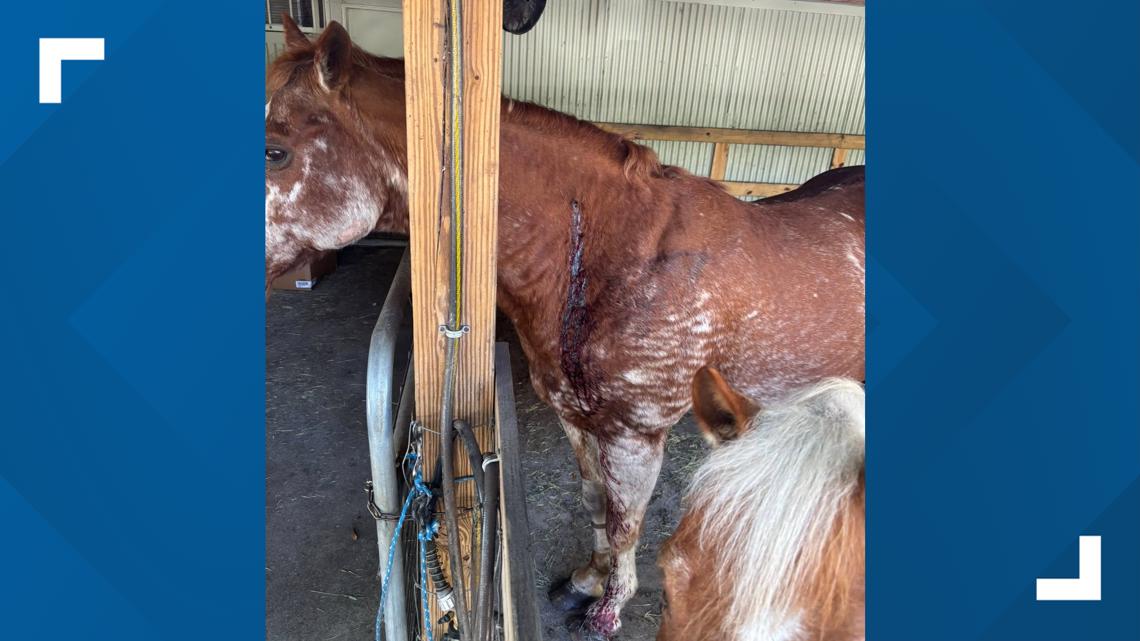 Florida man accidentally shoots neighbor's horse during target practice, deputies say
