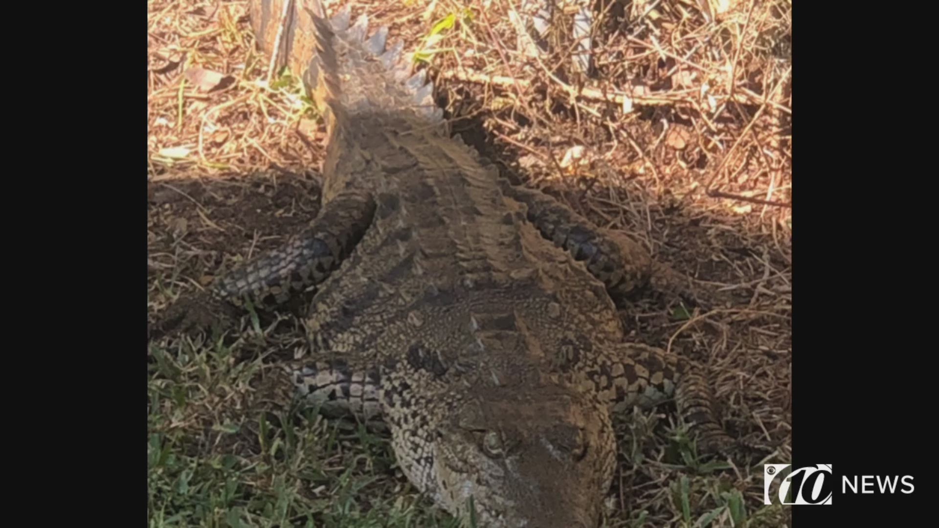 Yesterday, the Sarasota County Sheriff's Office says an "extremely rare" American crocodile showed up in a front yard.