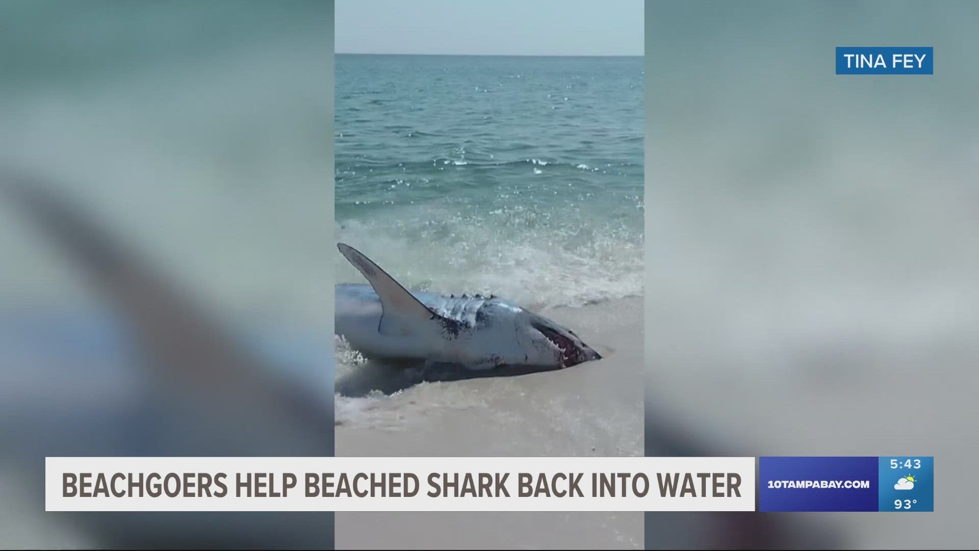 Tina Fey said in a Facebook post that the shark just showed up while they were swimming.