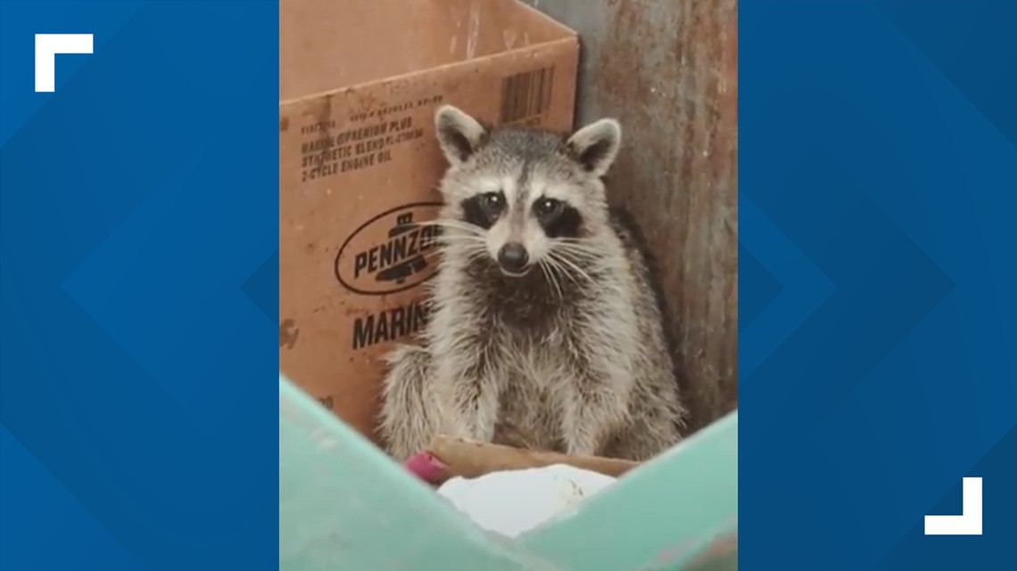 Viral video shows raccoon burned alive in Sarasota; 2 arrested