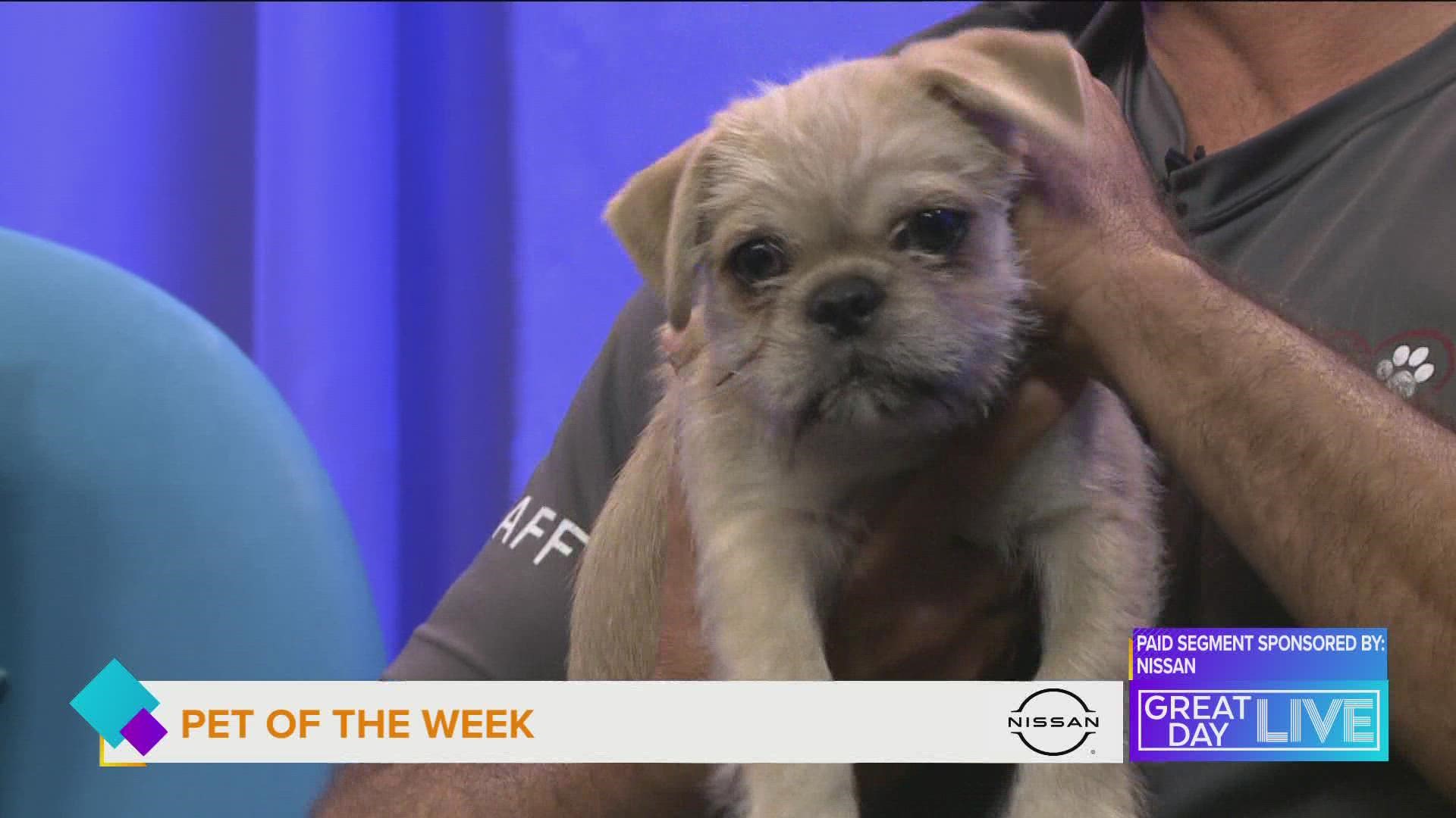 Pet of the Week: Dylan