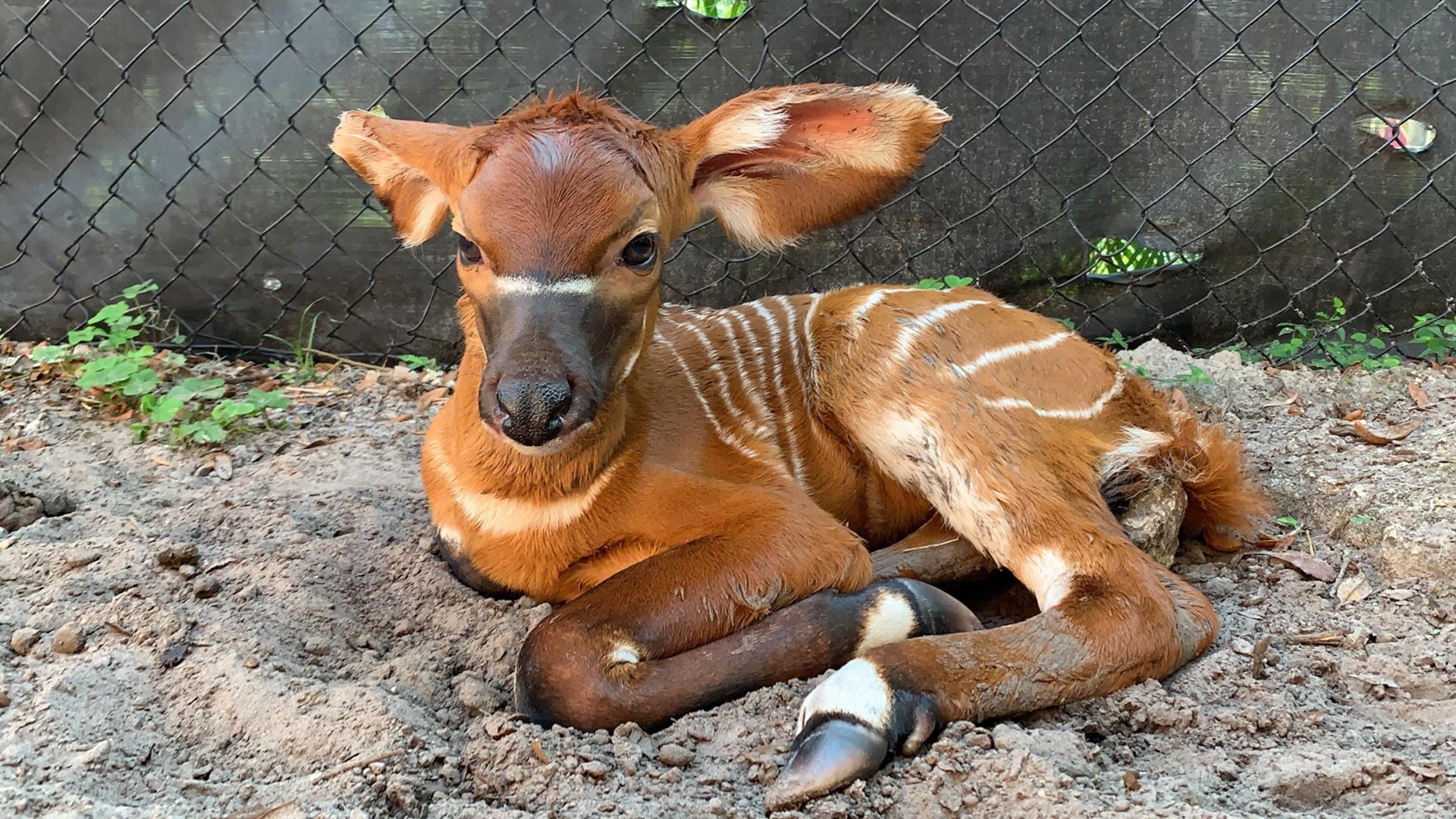 Critically endangered Eastern bongo calf born at ZooTampa