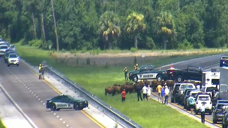 Loose cows halt traffic on Florida’s Turnpike